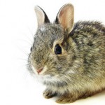 Bunnies Here, Bunnies There