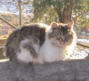 IMG_1924 Cat, Gray and white cat