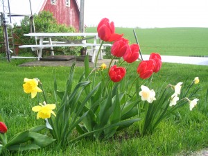 Daffodils, Tulips, picnic table, red barn, farm yard