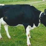 Mrs. Cow