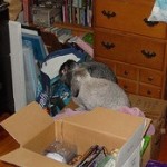 The Ultimate Deep-Cleaner