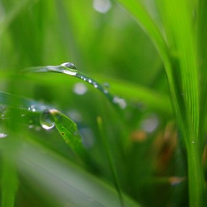 dewdrops sparklng on blades of green grass, dew drops, green grass