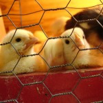Chicks Find Home Sweet Home