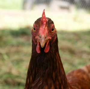 Red hen face 