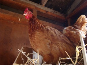 Red hen in straw in hay mow