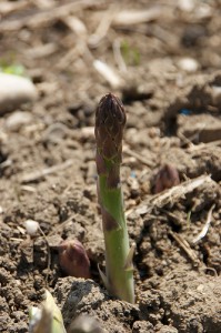 Single asparagus shoot emerging from ground
