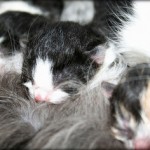 Grammy to the Rescue