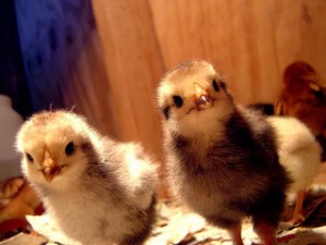little chicks, chick faces