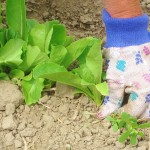 A Weed in My Garden?