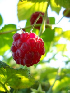 close-up red raspberry; leaves in background