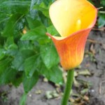 Consider the Lilies