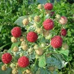 Raspberry Tactics