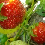 From the Berry Patch