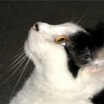 Cat-of-a-Different-Color