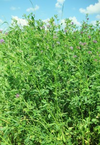 alfalfa, alfalfa hay