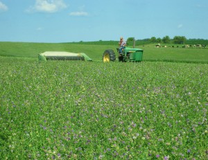 haybine, alfalfa hay, cutting hay, green tractor