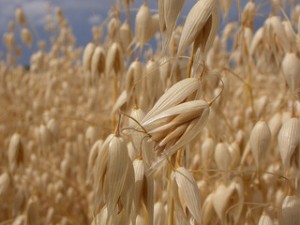 oats, ripe oats, oats on stem