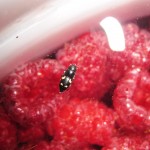 The Bug Hunt