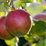 Have an Apple!