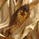 It’s Corny!