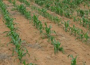 young corn plants, corn plants, garden, corn patch,