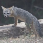 The Fox and Her Kit