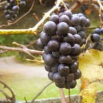 Fruit of the Vine
