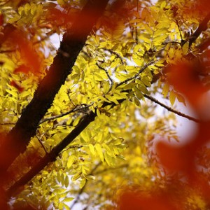 yellow leaves, autumn leaves, fall colored leaves,