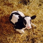 Calving Season