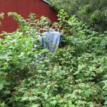 Raspberry-Time Again