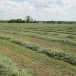 Consider the Hay