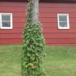 The Resurrected Morning Glory