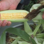 Taste Sweet Corn In Winter