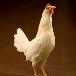 Teen-aged Cocks a-Crowing