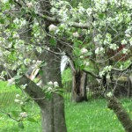 Comparing Apples