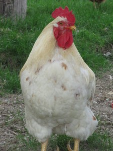 Mature white rooster, Gold Star rooster,