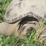 The Great Turtle Rescue
