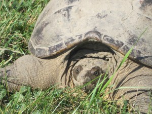 Snapping Turtle, turtle Face,