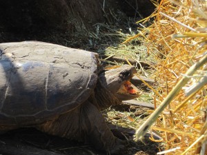Snapping Turtle,Turtle Mouth,