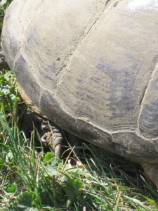 Turtle shell, turtle claws