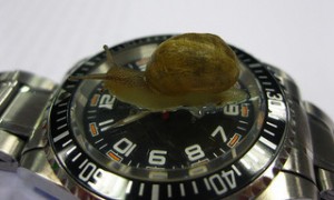 wristwatch, black face watch, snail crawling on watch, Snail on watch crystal,,