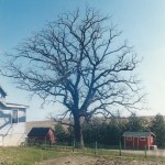 The Burr Oak
