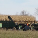 Corn Picking – A Harvest