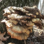 A Walk in the Woods