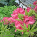 Spring Spectacle 1