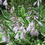 Summer Beauty Expanding