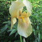 Summer in Bloom