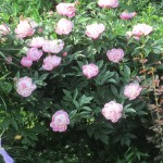 Pleasure with Peonies