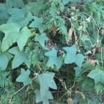 Pesty Plant-Wild Cucumber