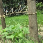 Beans, Beans, Beans – Part 1